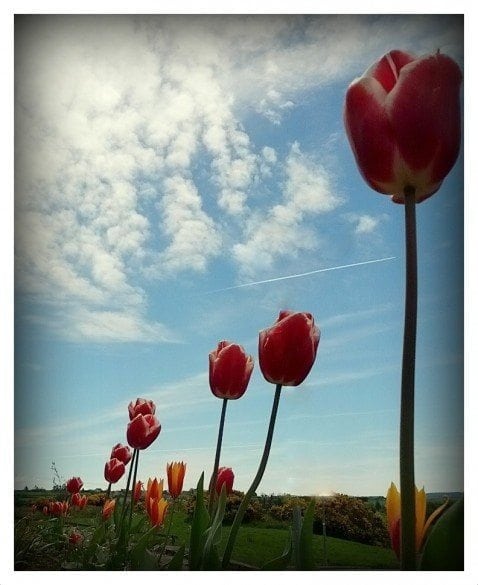 Claddagh Design on tour...but where should we go?!