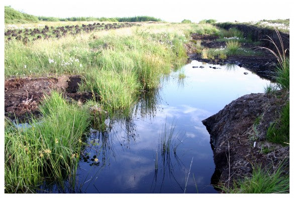 My day in the bog!